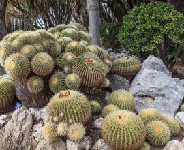 Jardín Exótico