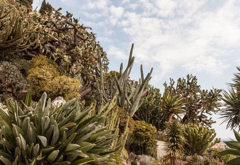 Jardín Exótico